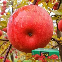 [청송팜] 청송 꿀사과 부사 5kg 23~24과, 단품