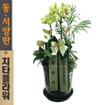 치타플라워 서양난 미니 호접 포춘 [sn05-A01] 승진 축하 개업 화분 서양란 동양난 동양란 전국 당일 배송