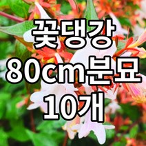 꽃댕강 80cm 10개 분묘 철쭉마켓 댕강 줄댕강 나무 묘목 조경수 정원수