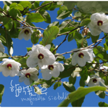 함박꽃나무 [1포트] 외목대 23년실생4년차(복남이네 야생화 산목련 magnolia)토종