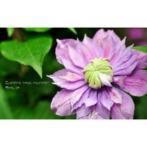 유럽 클레마티스 매직파운틴 11CM 사각포트 신품종 큰꽃으아리 야생화 봄꽃 보라겹꽃 넝쿨식물 꽃보러가자