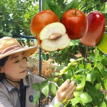 보은 생 햇 대추 사과대추 1kg, 1개, 생 햇 보은 대추 1kg 26mm
