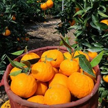 [황금원] 부드러운식감과 진한단맛 카라향 4kg(벌크포장), 1box, 4kg