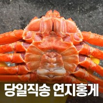 [선주직송] 대게 홍게 박달 자숙 영덕 수율보장 3kg, 7.(찜자숙)박달홍게(특특대)2마리