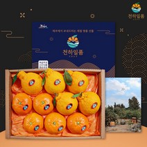 천하일품 레드향 한라봉 천혜향 명품 선물세트 3kg 5kg, 1박스, 03.레드향 선물세트 5kg 중대과(17-22과)
