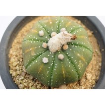 [팔각슈퍼투구 특이종 실생 0827] 홈가드닝 선인장 키우기쉬운 아프리카 다육이 공기정화 특이한 귀여운 예쁜 희귀한 인테리어 생일 소형 작은 개업선물 리톱스 코노피튬 식물키우기