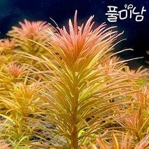 [풀미남] 판타날 레드 핀네이트 5촉