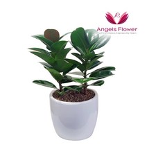 엔젤스플라워 축하 개업 관엽식물 공기정화 동양난 서양난, P011SM_고무나무 테이블형, 1개