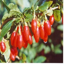 [가산원예조경] 슈퍼구기자 4년생 5주묶음