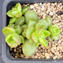 꽃다리 사과꽃군생 57 다육식물 다육이 아이만배송