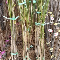 청매실 1주 접목1년 묘목