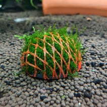 수초 불꽃모스 미니활착돔형(4.5x4.5cm) 음성수초키우기