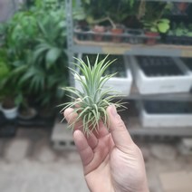 식물공장 이오난사 중대 4~7cm 틸란드시아 수입식물 공기정화식물
