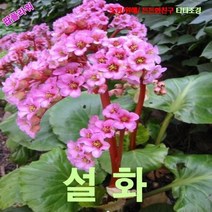 팝플라워 설화 (Bergenia 히말라야바위취) 씨앗 15립