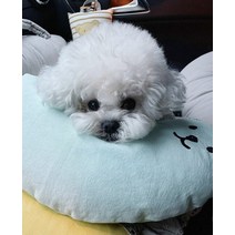 라클라우드침대 귀여운 애완동물 던지기 베개 깊은 잠 강아지 구름 실크 면 고양이 목 아기 허리 애완견 액세서리, [01] 42X17CM, [08] As The Picture Shows