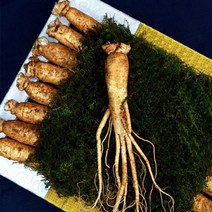 6년근수삼 금산수삼 인삼수삼 수삼한채 수삼인삼 진생 수삼선물세트 수삼한채 양삼 생인삼 한뿌리인삼 수삼, 금색