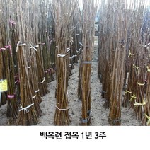 백목련 접목 1년 3주 뿌리원예 꽃나무 묘목 벚나무
