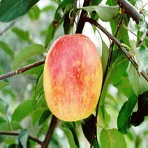 [가산원예조경] 사과나무무묘목 미야비 접목1년특묘 2주묶음