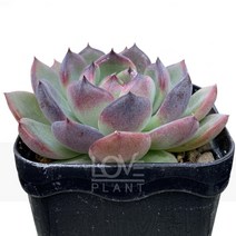 블랙아이즈-에케베리아/다육식물/인테리어/화분, 1개