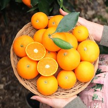 깨비농원 제주 진지향 2.5kg, 1box, 진지향 2.5kg 랜덤