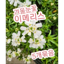 이메리스-겨울눈꽃 5개묶음/첫눈에 반해버린꽃 눈꽃 이베리스