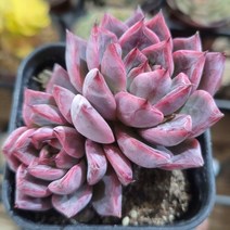 내맘에 힐링다육 한눈에 모아보기, 7번-블락스완