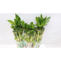 [골든플랜트] 개운죽20cm(30개)3묶음 개당340원 개음수경식물 수경재배식물 수중식물 대나무 공기정화 천연가습