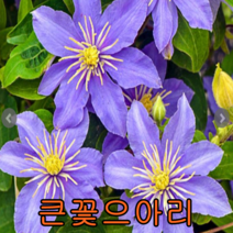 으아리보라색(클레마티스)개화포트-품종랜덤발송-/나무 묘목판매