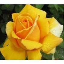 충주원예조경/사계땅장미/란도라/포트/개화주, 1개