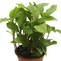 천량금-상록성식물/자금우/빨간열매/백량금/원예관목