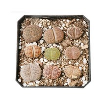 갑조네 리톱스 모듬 lithop 리톱스믹스 다육식물 귀여운반려식물, 리톱스(단품)