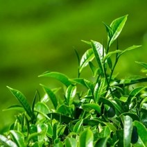 캔들씨 천연 아로마 에센셜오일 티트리 E.O(인도) 화장품 비누 재료, 10ml