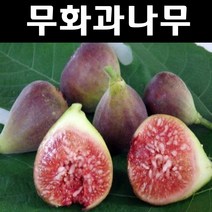 무화과/승정도후인 나무 묘목 7치화분 1개/유실수/과수
