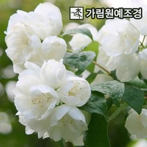 고광나무 스노우벨 포트 가림원예조경, P9포트, 1개