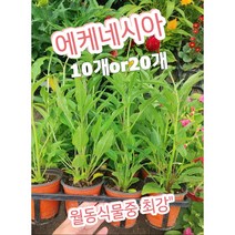에케네시아 10개 20개/노지월동 가능 다년초 에키네시아
