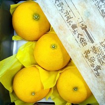 국내산 제주 황금향 선물용 5kg 중과