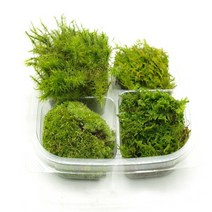 국산 모듬이끼 한팩(15cmx15cm) 비단이끼 꼬리이끼 깃털이끼 털깃털이끼 4종 롤링모스가든, 1개