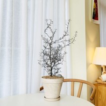 앙플랜트 플랜테리어 마오리 코로키아 소포라 토분 set, 마오리코로키아중품/크림독일토분+세척화강토+에그스톤