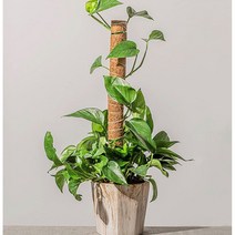 수태봉 코코봉 곰팡이없는 플라스틱연결형 식물지지대 몬스테라 덩쿨식물 50cm/60 cm, 50cm, 1개