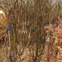 MDF4029 라일락(백색)5년생 키1m50cm 백색라일락 (한주 가격) (키움/조경수/묘목/강아지마스크)