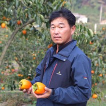 강진농장 영암 금정 대봉감 10kg, 1box, 15kg 곶감용 75~85과