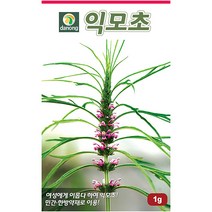 고수 200립 - 코리안더 씨 씨앗 고수씨 고수씨앗 나물씨 나물씨앗 민속채소 채소씨 채소씨앗 코리앤더, 25_다농_익모초(1g)