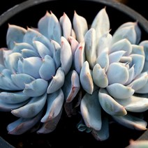 스노우바니 2두 예쁜다육 랜덤발송2-80, 단품