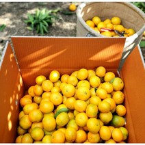 제주스카이팜 - 노지감귤 5kg 10kg, 노지감귤 4.5키로 로얄과(S-M)