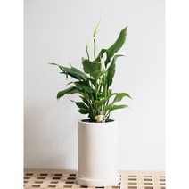 실내공기정화식물 스파티필름 화분