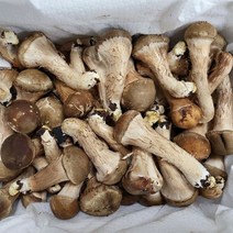 올타 가정용 국내산 못난이 참송이버섯 1kg, 단일옵션