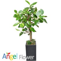 엔젤플라워 초특가 특대형식물 개업화분 축하화분 행운목 황금죽 고무나무 당일배송꽃배달, A22 뱅갈나무