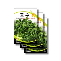 고수씨앗 300립 x3 coriander seeds, 고수씨앗x6