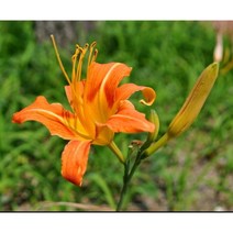 꽃씨앗 원추리 (30립) -다년초 종자씨앗 야생화 씨앗모음, 1개