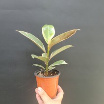 공기정화식물 화분 반려식물 수채화고무나무 소품 152555, 1개
